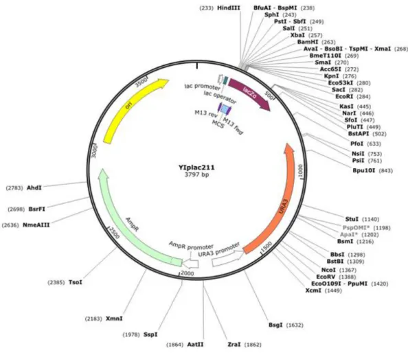 Figure 2.2. YIp211 vector map (http://www.snapgene.com/). 