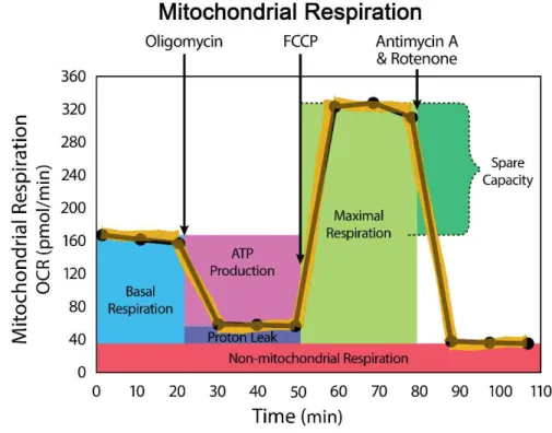 Figure 2.7. Representative OCR profile obtained with the XF Cell Mito Stress test. 