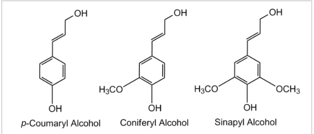 Fig.  1.4.  -  Phenylpropanoid  monomers,  p-coumaryl  alcohol,  coniferyl  alcohol  and  sinapyl  alcohol of lignin polymer