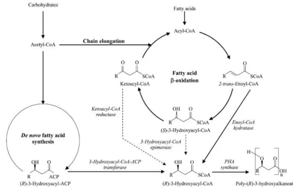 Figure   1.4: Mcl-PHA biosynthesis which is linked to three different metabolic routes (adapted from Kim et al.,  2007)