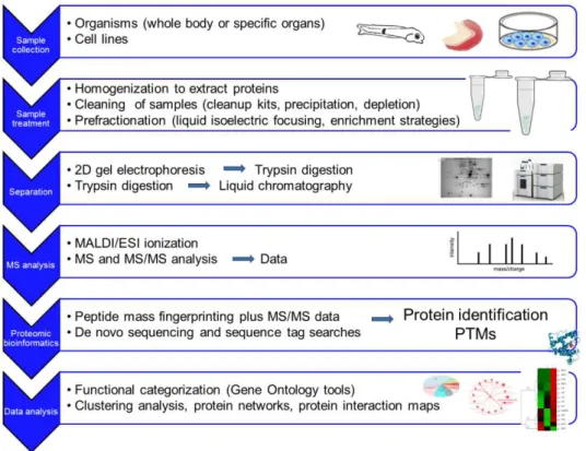 Figure 1.7  Typical workflow for proteomic studies (constructed using PowerPoint tools)