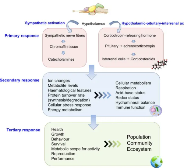 Figure 1.8  Stress responses in fish (constructed using SmartDraw and PowerPoint tools)