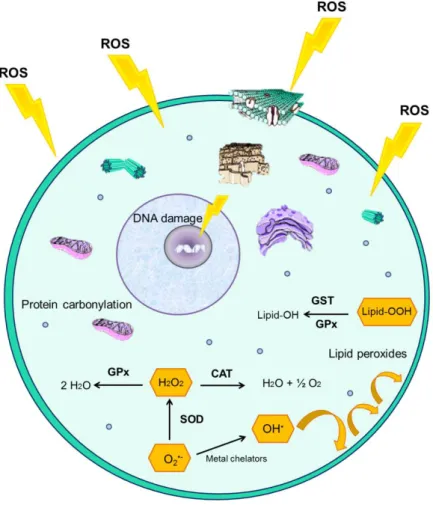 Figure  1.10 Schematic  of  cellular  oxidative  damage  and  anti-oxidant  enzyme  pathways