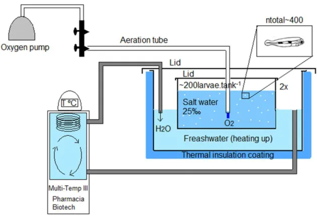 Figure  2.1  Experimental  system:  two  30L  tanks  were  placed  in  a  thermostatized  bath  connected  to  a  heated/refrigerator  circulator  (MultiTemp  III,  Pharmacia  Biotech)