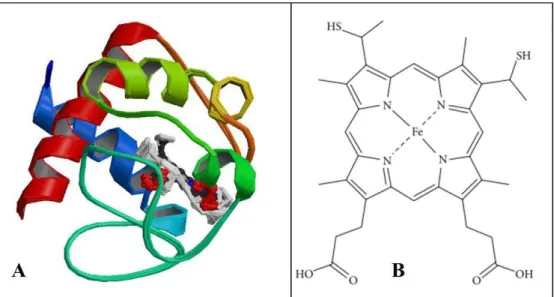 Figura 2.5. A) Estrutura do citocromo c de coração de cavalo oxidado (estrutura retirada de “Protein Data  Bank ”)  [31]
