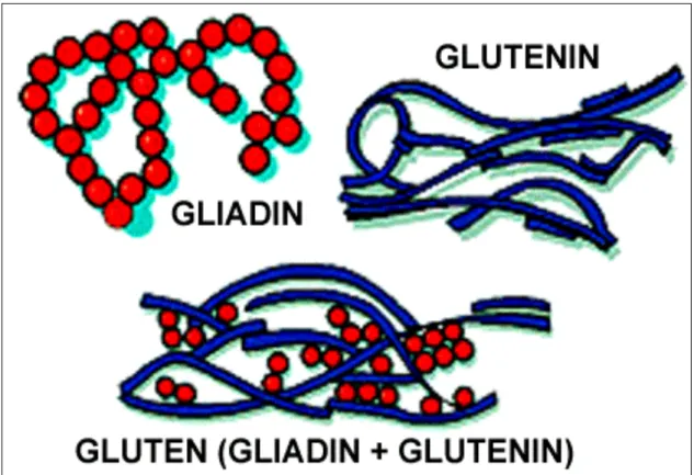 Figura 2.3 - A formação do glúten a partir das proteínas glutenina e gliadina  (Amino Acids, Proteins and Enzymes, s.d.) 