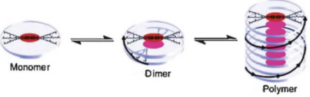 Figure 2 - Structure of acylhydrazone derivatives cappable of assembly into spherical aggregates 