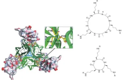 Figure 5 - Model of a 3:3 complex between CD40 and CD40L opposed to CD40 mimetic compounds (taken from ref