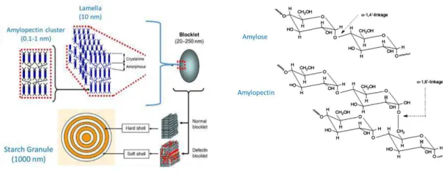 Figure 1.3- Internal organization of starch granules and molecular structure of the main components of  starch - amylose and amylopectin (adapted from  8,11 )
