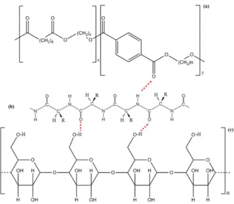 Figure 2. Scheme representing interactions between fragments of: (a) PBAT, (b) protein and (c) starch