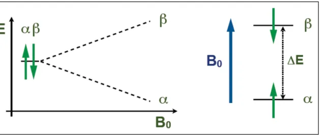 Figure 3  –  Representation of the Zeeman effect in the energy states separation in NMR spectroscopy