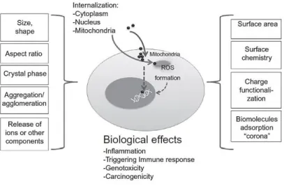 Figure 4: Physicochemical interactions between nanoparticles and biological compartments