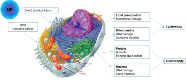 Figure 6: The mechanisms of nanotoxicity under cellular structures. Adapted from (Jiang &amp; Gao 2017), picture  available on  http://classes.midlandstech.edu/carterp/Courses/bio210/chap03/lecture1.htm