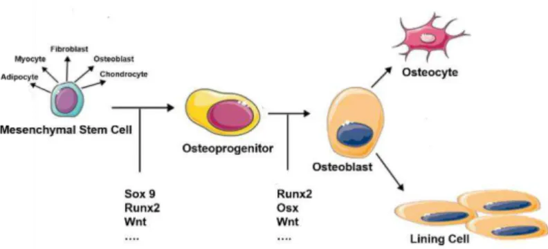 Figure 7: Osteoblast formation and differentiation. Adapted from Arboleya &amp; Castañeda 2013; Grabowski 2015