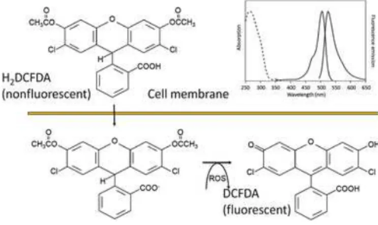 Figure 8: Formation of a fluorescent compound by the specific probe (H 2 DCFDA) indicating oxidative stress levels