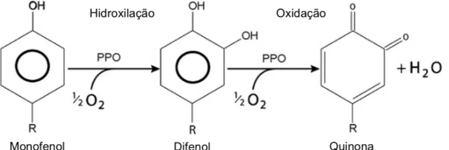 Figura 1.2 - Ação da PPO na formação de compostos acastanhados 