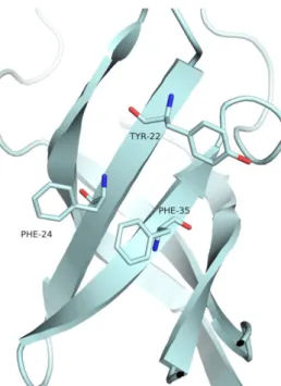 FIGURE II.9  –  Representation of the three conserved aromatic residues which are responsible for the RNA binding  surface in proteins that hold a cold shock domain