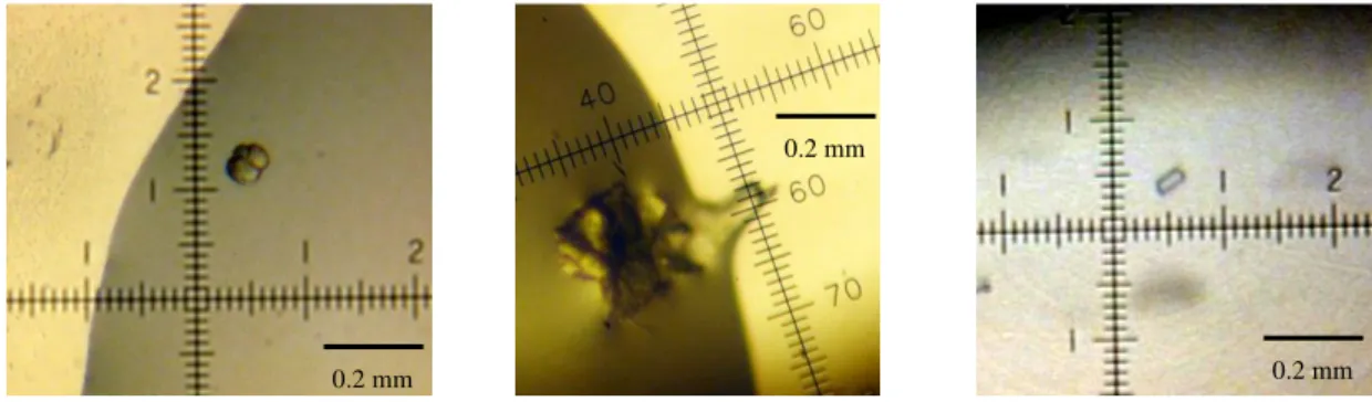 FIGURE  II.14  –  Possible  Yps_CSD  crystal  obtained  for the  crystallization  trials  of  Yps_CSD, using  CaCl 2  (left),  PEG 8K (middle) and 12.5% w/v 12.5% PEG 1000, 12.5% w/v PEG 3350, 12.5% v/v MPD (right) as precipitant