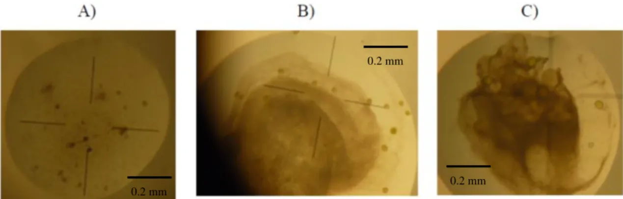 FIGURE II.15 - Possible Exuperantia protein crystals, with dimensions 0.04x0.04x0.04mm 3 , obtained in 24 hours by  the method of vapour diffusion in sitting drop using A,B) PEG 8K and C) sodium/potassium phosphate solution as  precipitant