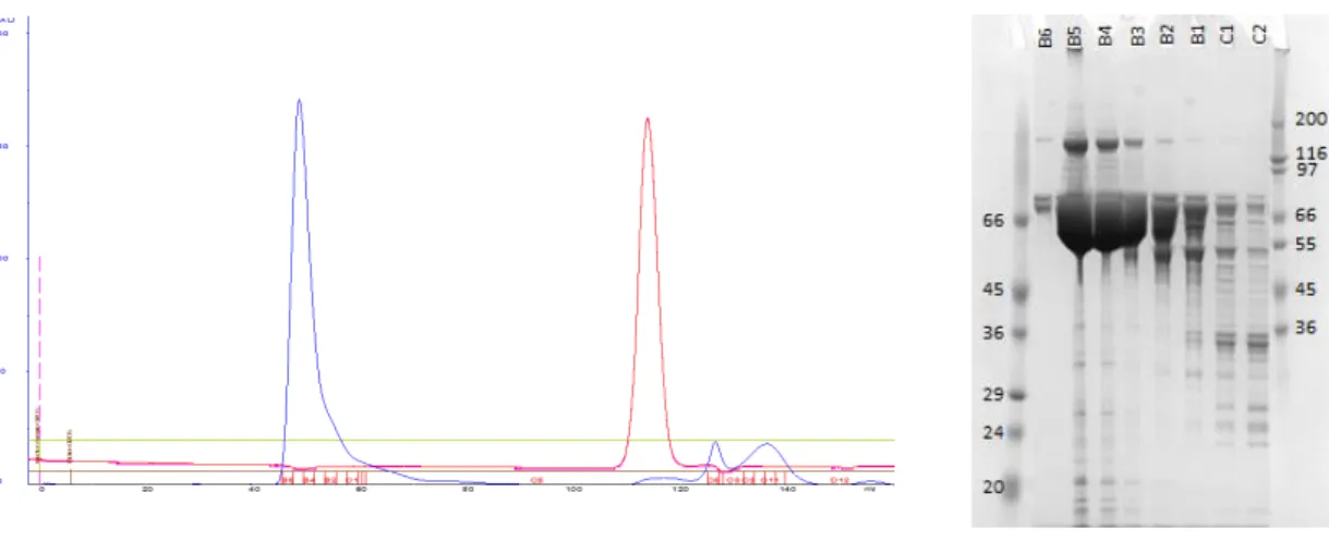 FIGURE II.16  –  On the left: Typical chromatographic profile of N-TF-Exu2.210 after the second purification step,  the size exclusion chromatography