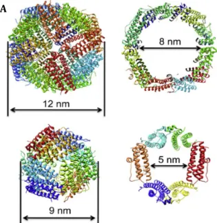 Figure 1.2 - Sizes and ribbon diagrams of exterior surface (left) and interior cavity (right) of a maxi and a  mini-ferritin proteins