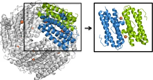 Figure 1.3 - Overall structure of the Streptococcus suis  (S. suis) Dpr complexed with iron atoms