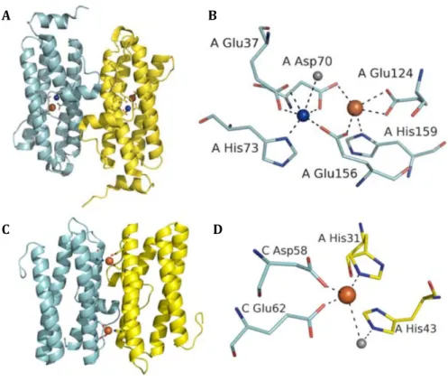 Figure 1.4 - FOCs of maxi and mini-ferritins proteins. A) The dimer interface of bacterioferritin-like protein  from S