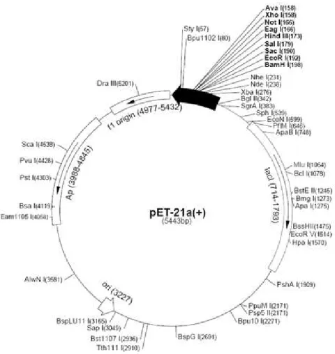 Figure 3.1 – Map of pET-21a-d(+) plasmid (Novagen). Overview of the restriction sites of the vector  showed as a circle map