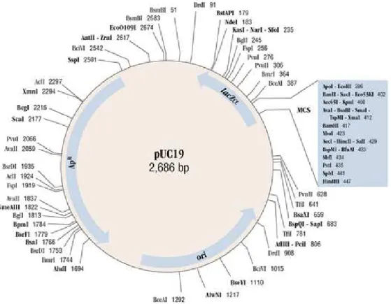 Figure 3.2 - Map of pUC19 plasmid with 2686 base pairs and 1772.76 kDa (GenBank Accession #: 