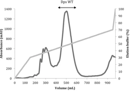 Figure 4.2 – Elution profile of DEAE ionic exchange chromatography used in Dps WT purification