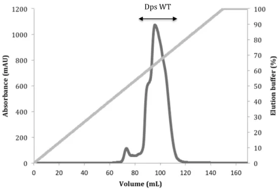 Figure 4.3 – Elution profile of Resource Q ionic exchange chromatography used in Dps WT purification