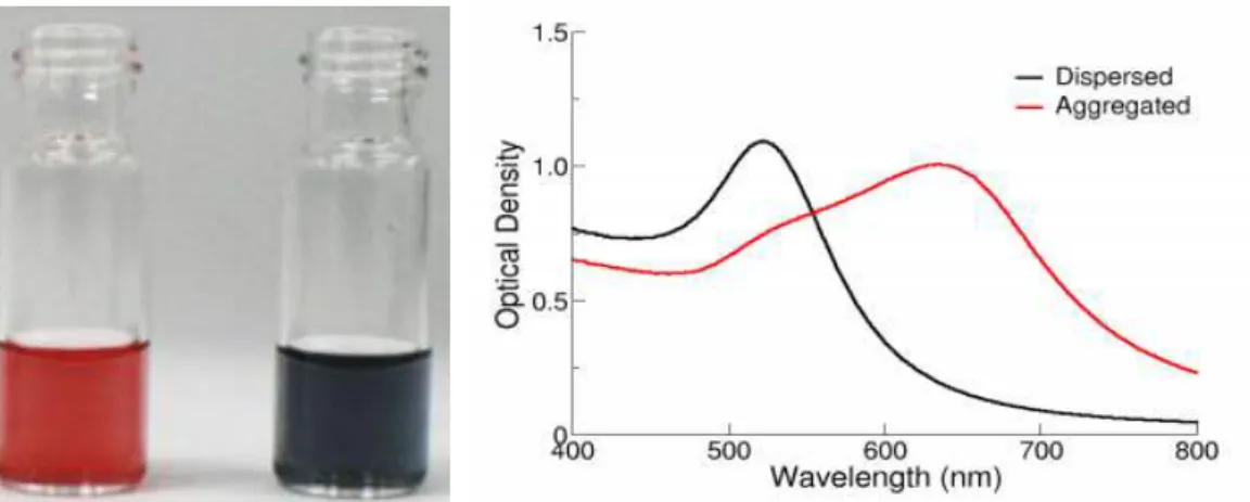 Figura 1.2 – Caracterização de soluções de AuNPs. Na esquerda: soluções de AuNPs, a vermelho  dispersão coloidal, a azul solução agregada  [19] ; na direita: espectro típico de absorção de AuNP  com desvio do comprimento de onda do máximo de absorção carac