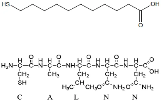 Figura 1.4 –  Estrutura  de  possíveis  agentes  de  revestimento  de  AuNPs.  Em  cima:  estrutura  da  molécula MUA  [8] ; em baixo: estrutura do péptido CALNN  [30] 