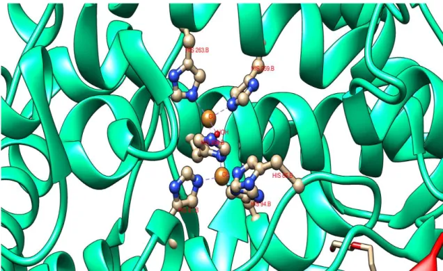 Figura 1.11 - Representação do centro ativo da tirosinase na subunidade H. (código PDB: 2Y9W 