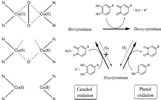 Figura 1.12 –  À  esquerda:  as  diferentes  formas  da  tirosinase  (de  cima  para  baixo):  forma  oxi,  forma met e forma desoxi  [69] ; à direita: oxidação de fenóis e catecóis por oxi-tirosinase  [78] 