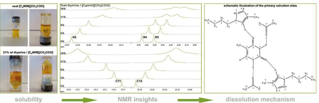 Figure I.16 - Studies on the dissolution mechanism of nucleobases in ILs 100 .