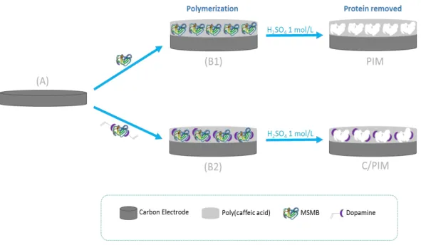 Figure  5.1:  Schematic  representation  of  the  synthetic  process  of  PIM  and  C/PIM