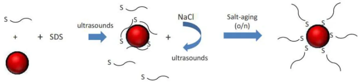 Figure 1.6  Schematic representation of functionalization of AuNPs with 5’ -thiol-modified oligonucleotides by  salt-aging (adapted from Hurst et al., 2006)