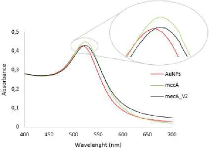 Figure 3.5 Spectra corresponding to AuNPs, mecA probe and mecA_V2 probe. The spectra was obtained  by UV-Vis spectroscopy in the wavelength range of 400 - 700 nm