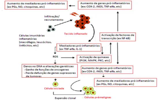 Figura I.1.2 Função da inflamação na promoção do tumor 29