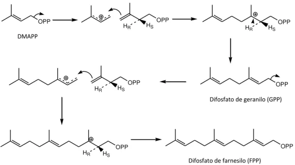 Figura I.1.3 Biossíntese de difosfato de farnesilo (FPP). 
