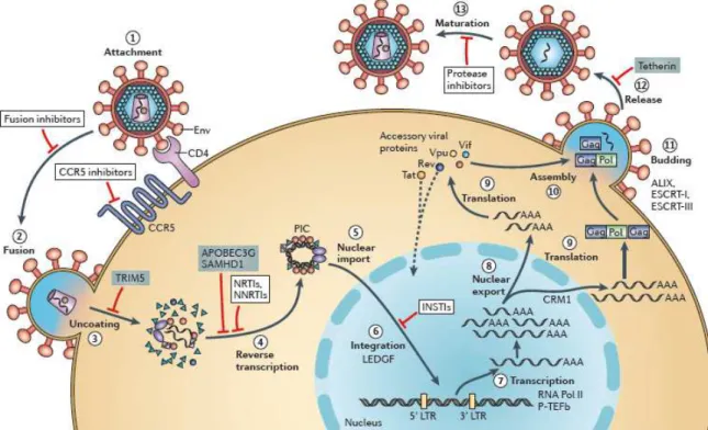 Figure 1.5 - Schematic representation of the HIV-1 cycle. 