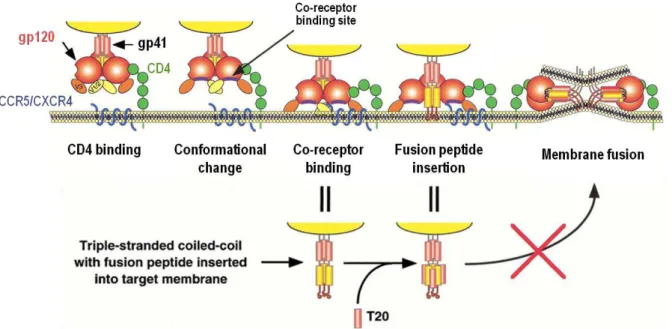 Figure 1.6 - Entry mechanism of HIV-1. 