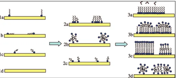 Figure 2-3: Cartoons displaying different morphologies that may form during the adsorption of  a soluble surfactant to a clean hydrophilic substrate (1d)