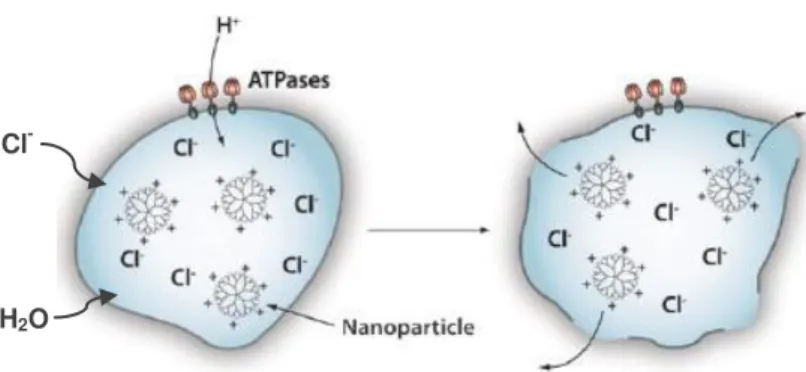 Figure  1.3  –  Endosomal  escape  by  the  ‘‘proton-sponge  effect’’.  During  maturation  of  endosome,  pH  decrease  from  6  to  4