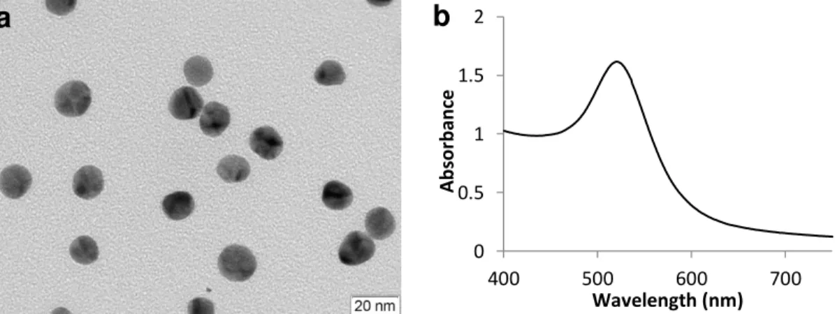 Figure  3.1  -  Characterization  of  the  synthesized  AuNPs:  (a)  Transmission  electron  microscopy  (TEM)  showing monodispersed spherical AuNPs (scale bar 20 nm); (b) UV-vis spectrum of the synthesized gold  nanoparticles revealing a SPR band at 521 