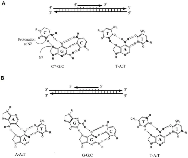 Figure  1.3  –   Motifs  in  triplex  DNA  formation  and  hydrogen  bonding.  A)  Pyrimidine  binding  motif