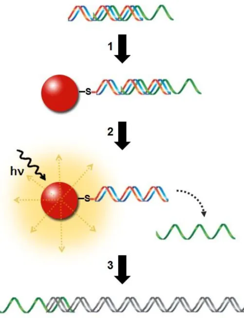 Figure  1.4  –   Schematic  representation  of  the  project.  1)  Functionalization  of  the  triplex  DNA  structure  to  AuNPs  via  thiol  group  after  previous  assessment  of  triplex  structure  formation  entrapping  the  therapeutic  oligonucleot