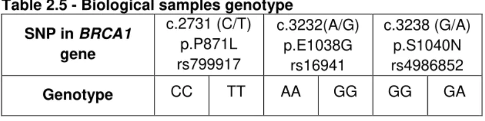 Table 2.5 - Biological samples genotype  SNP in BRCA1  gene  c.2731 (C/T) p.P871L  rs799917  c.3232(A/G) p.E1038G rs16941  c.3238 (G/A) p.S1040N rs4986852  Genotype  CC  TT  AA  GG  GG  GA  2.2 Methods 