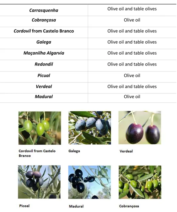 Table 1.5 - Types and destiny of olives in Portugal. Adapted from: [32], [33] 